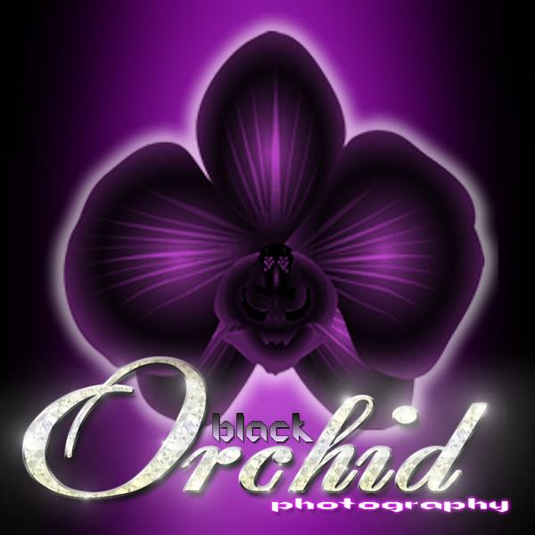 black orchid Photography