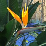 Tamablanc54_IMG_0658jpeg
