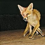 Codazur_IMG_0364