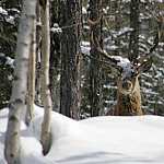 cerf des glaciers