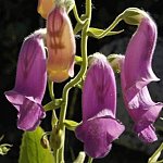 digitalis purpurea