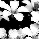 Fleurs