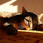 reverie de chat