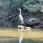 héron cendré au parc des buttes Chaumont