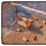 Female Chicken with kids