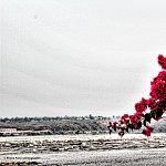 Flower and Congo River 2