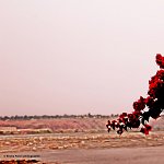 Flower and Congo River 1