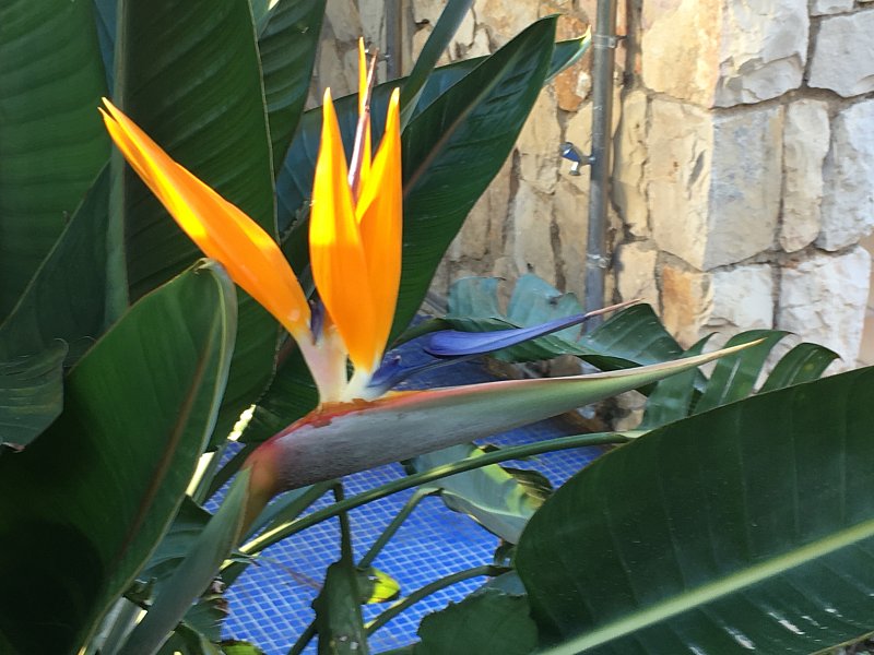 Tamablanc54_IMG_0658jpeg