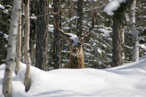 cerf des glaciers