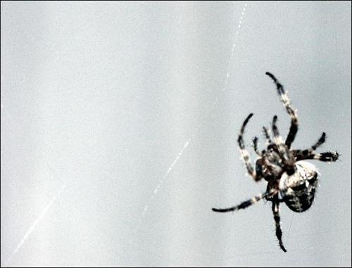 MacroAracknid