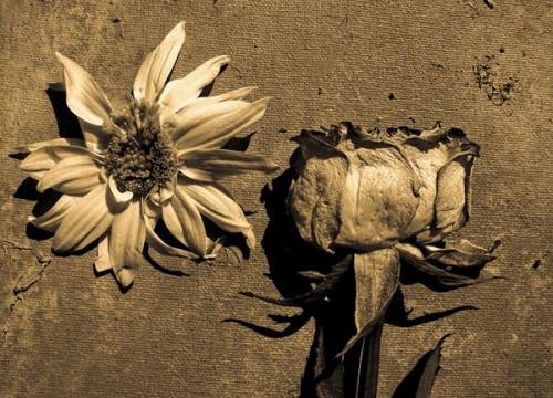 Flora