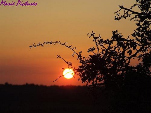 buisson