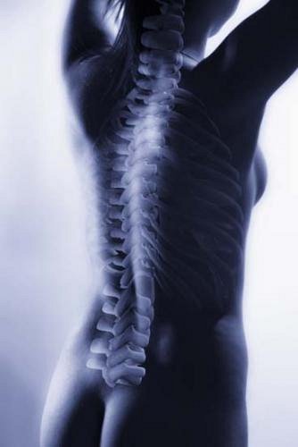 Anatomie