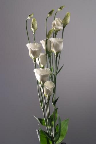 floral 1