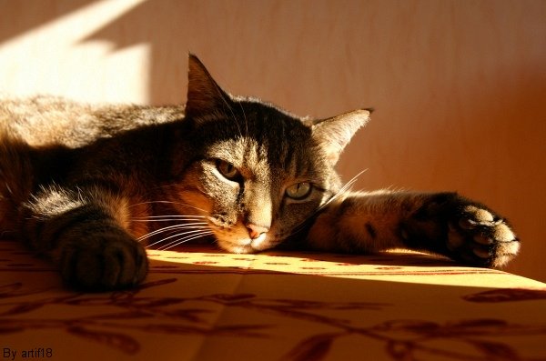 reverie de chat