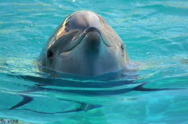 Dauphin
