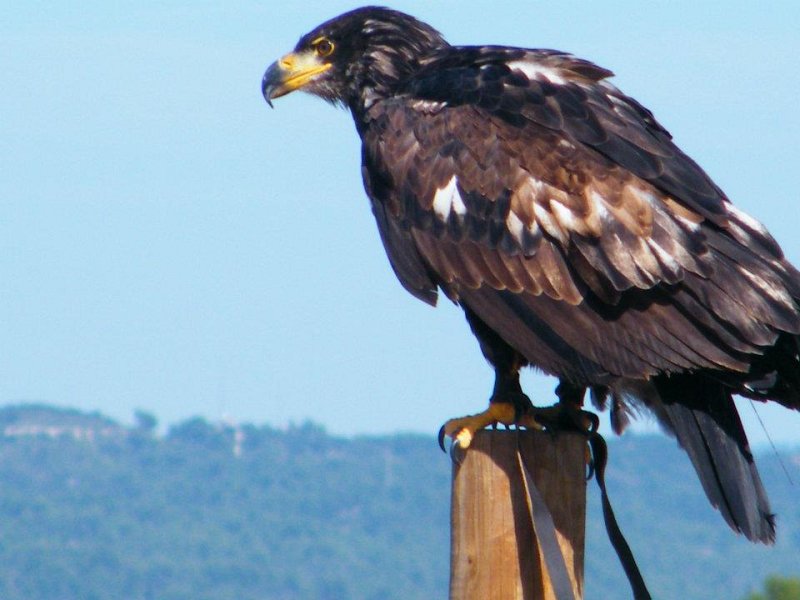 Golden Eagle