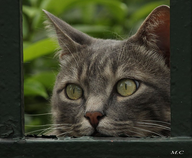 Chat!alors...