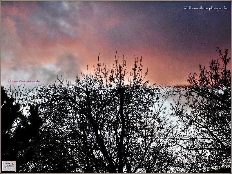 Nature Ciel et Arbres (Sky and Trees)