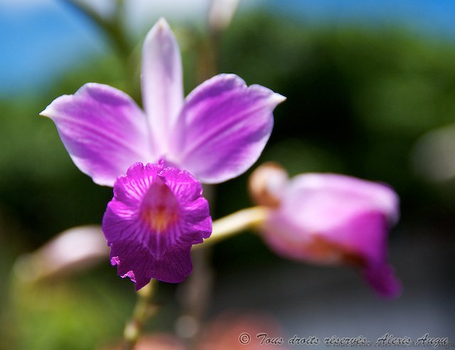 Arundina graminifolia, Brésil