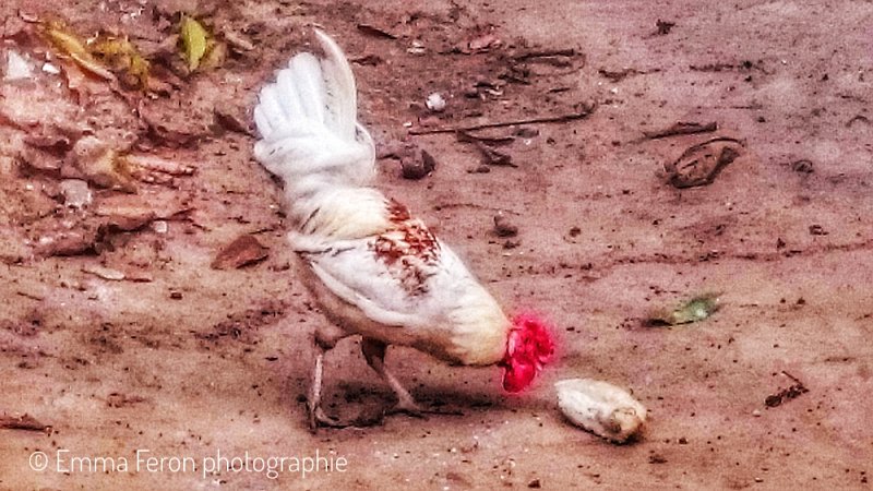 Chicken playing