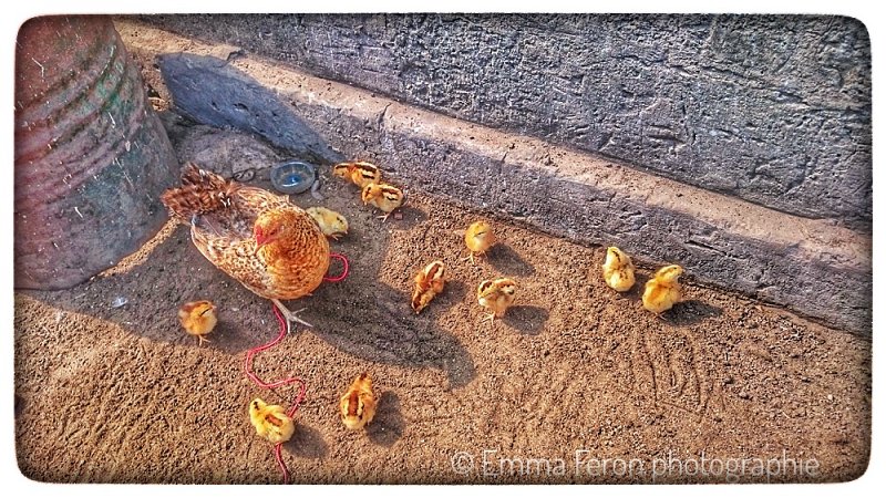 Female Chicken with kids