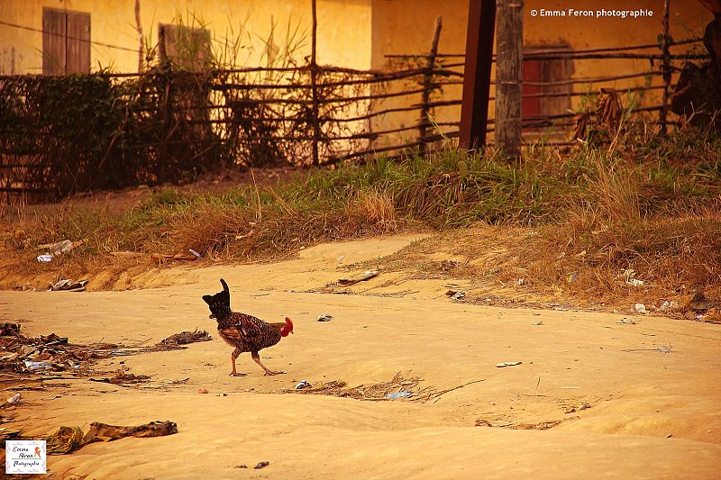 A chicken go for a walk