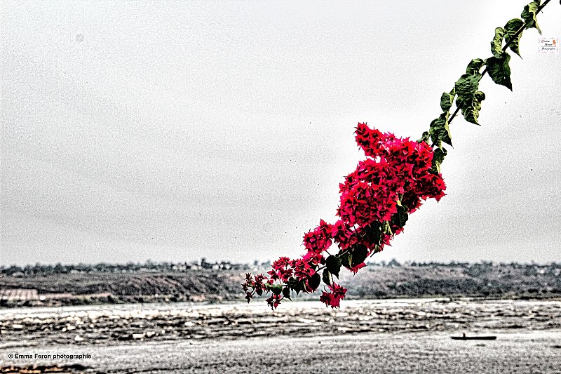 Flower and Congo River 2