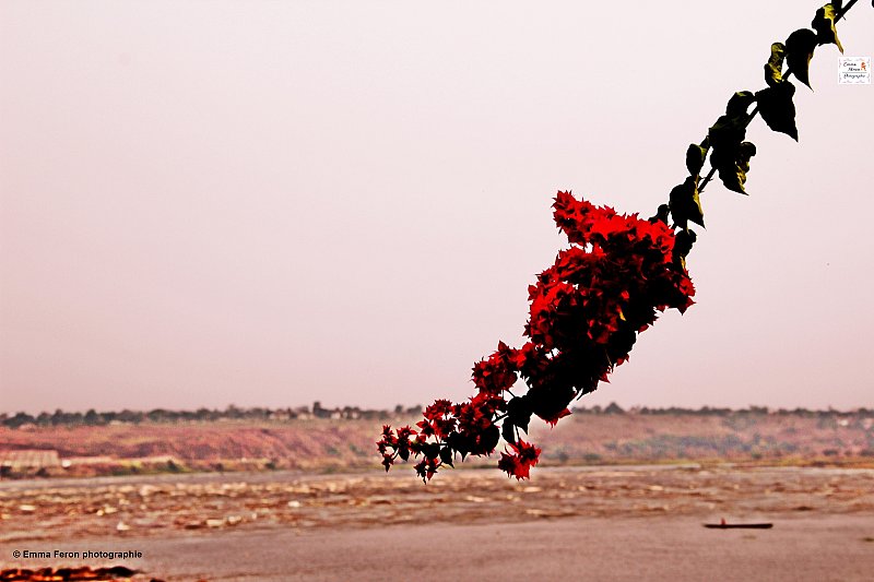 Flower and Congo River 1