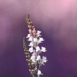 Nature 01