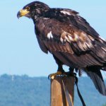 Golden Eagle