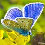 Papillon bleu