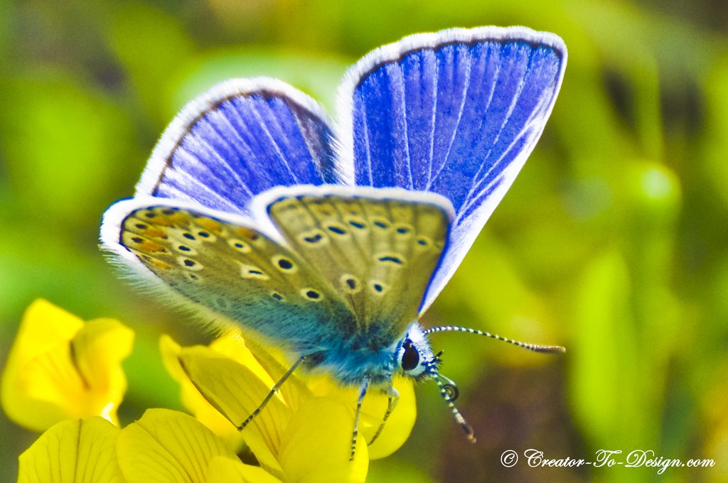 Papillon bleu