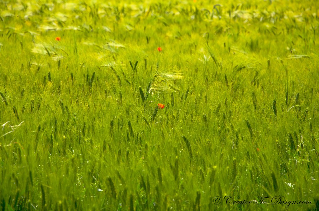 Champ de blé