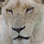Lionne blanche