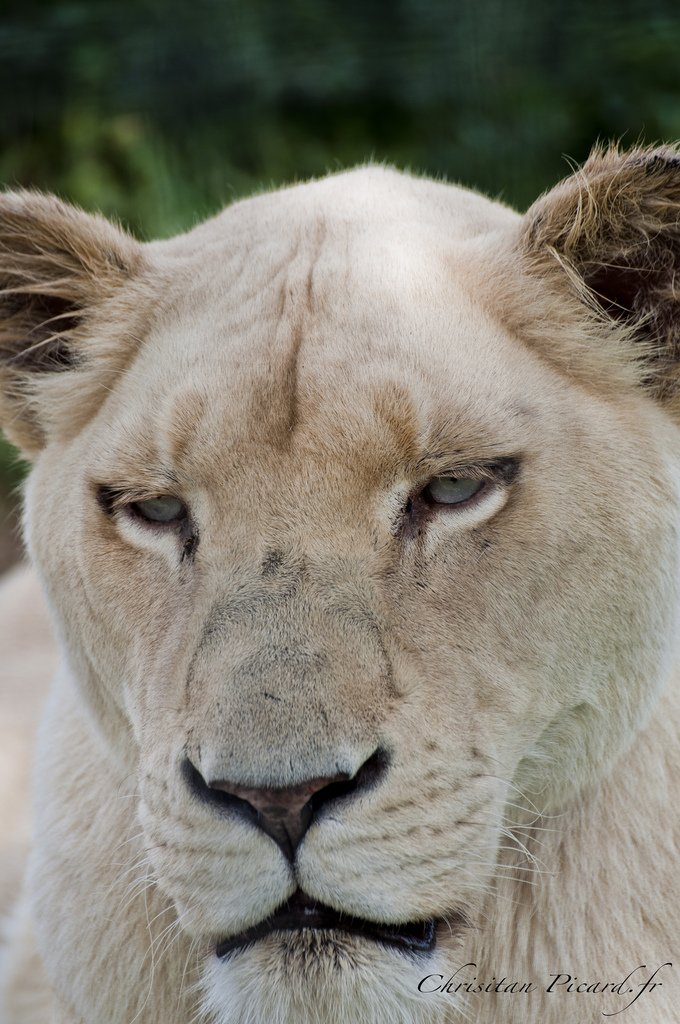 Lionne blanche