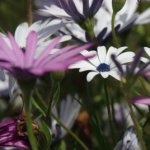Aster