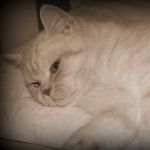 garfield le chat