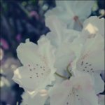 Rose <3