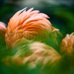 Bouquets de flamants