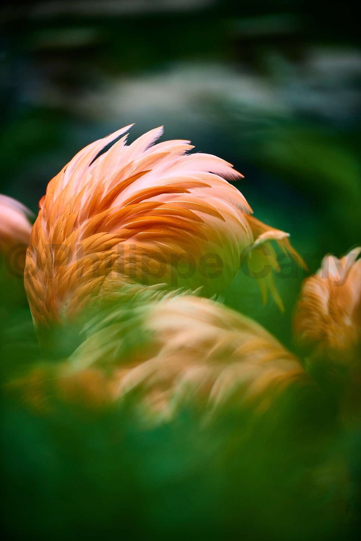 Faune
