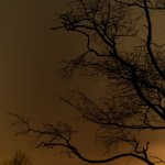 ciel d'or et silhouette végétale 1