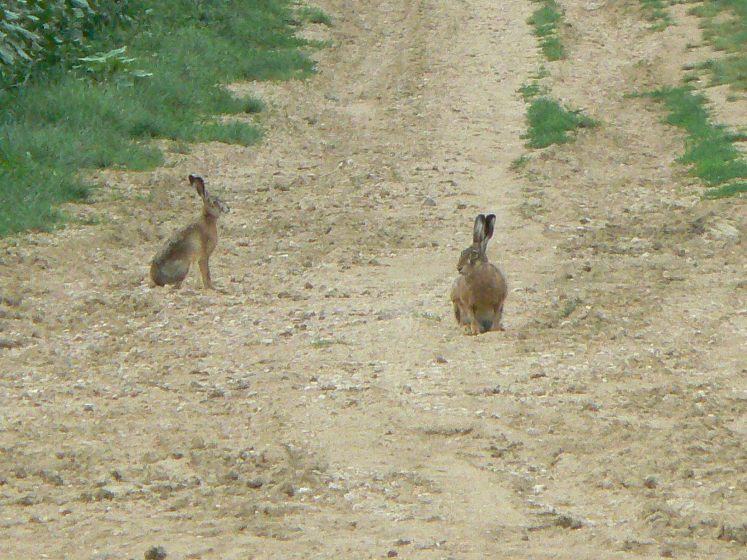 2 lièvres