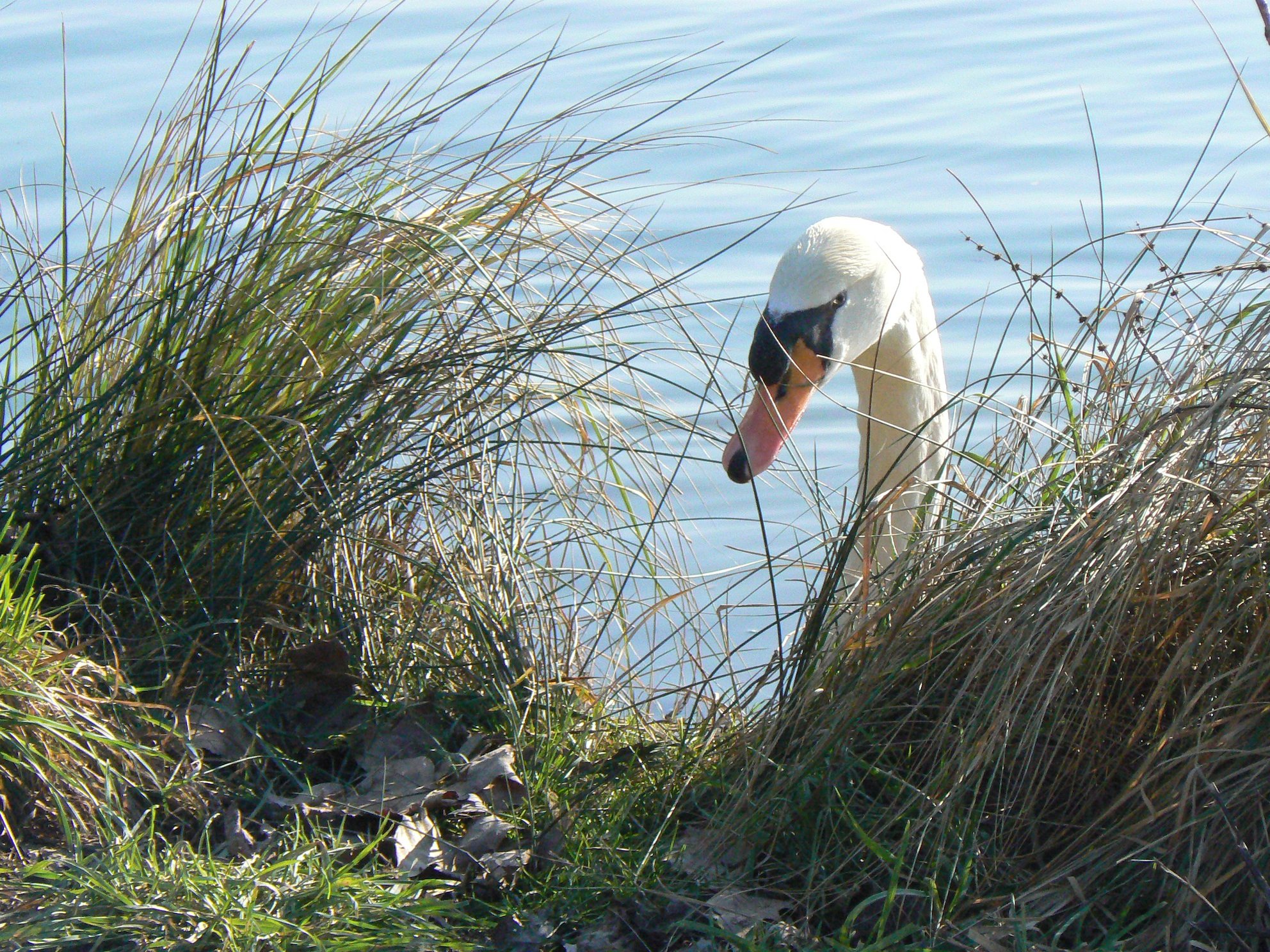 Magnifique cygne