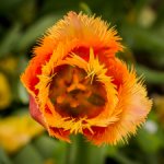Tulipe