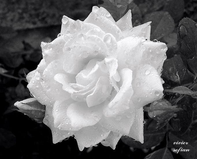 rose blanche