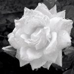 rose blanche