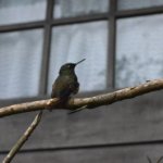 Colibris