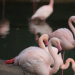 FLAMAND ROSE
