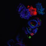 Dia De La Muerte